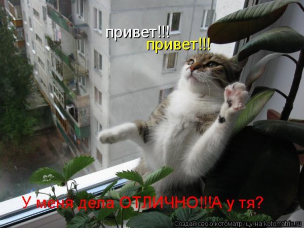 Привет смешной кот
