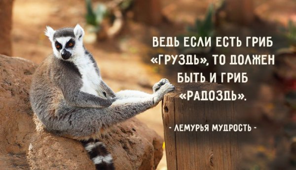 Картинки для настроения смешные