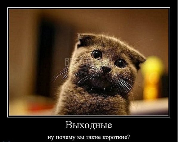 Приколы про выходные
