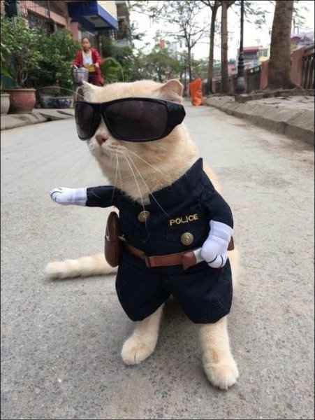 Котик в полицейской форме