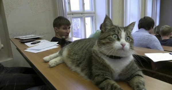 Коты школьники
