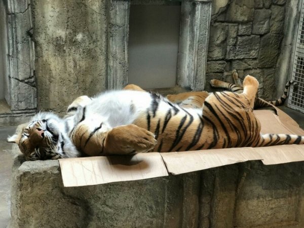 Большие кошки в коробках