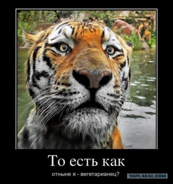 Тигр юмор