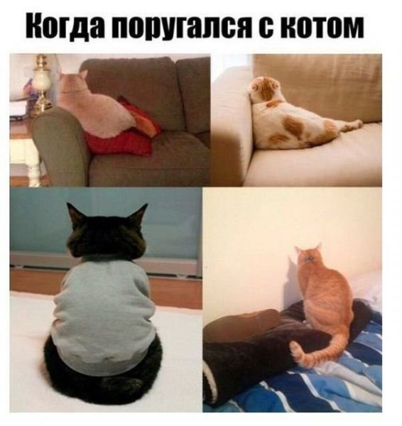 Коты приколы с подписями