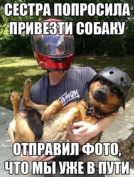 Котики с подписями