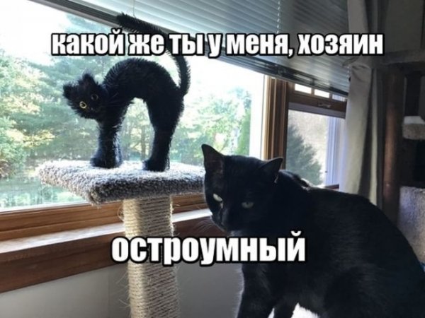 Смешные коты с подписями