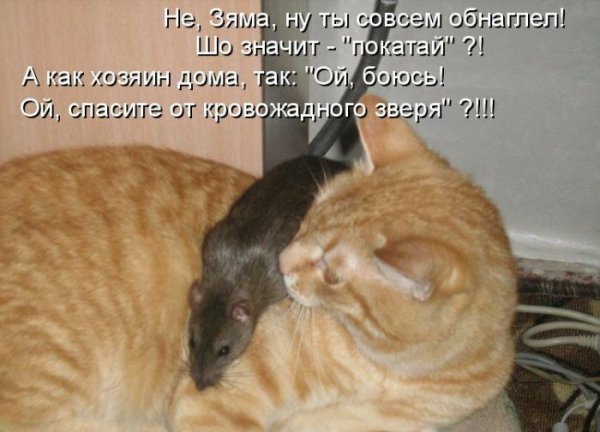 Смешной кот с подписью