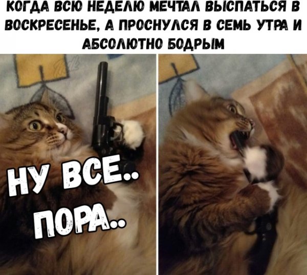 Смешные животные с подписями
