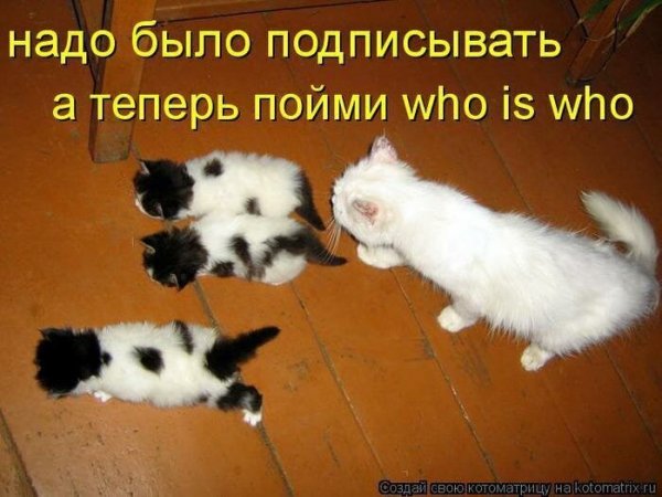 Смешные животные с подписями