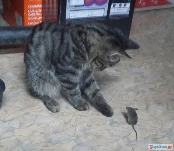 Котики с подписями