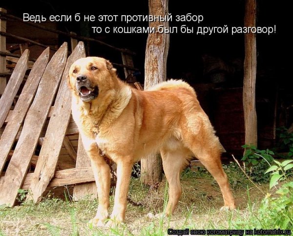 Коты с подписями