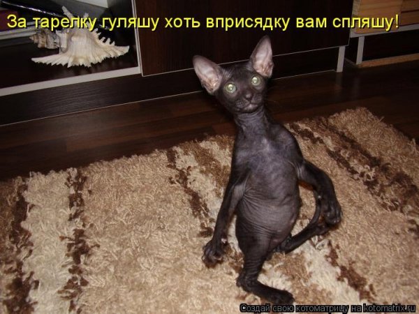 Коты приколы с подписями