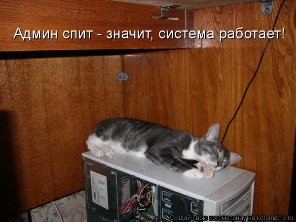 Анекдоты про кошек и собак