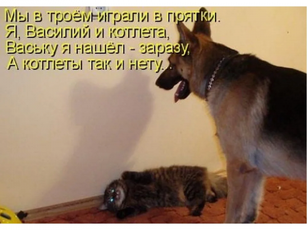 Прикольные коты с подписями