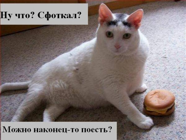 Прикольные надписи с животными