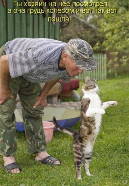 Коты приколы с подписями
