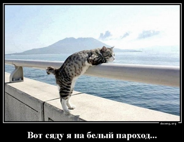 Кот в отпуске демотиватор
