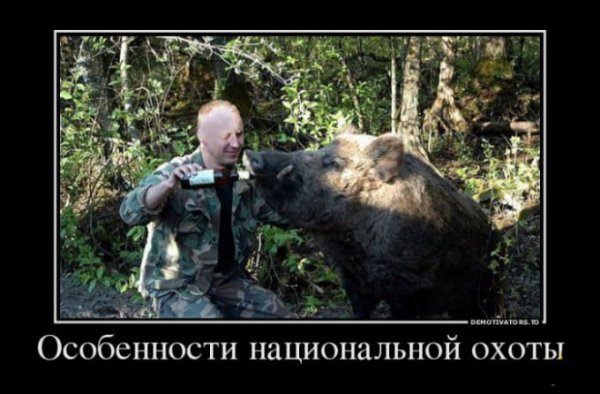 Собака на охоте прикол