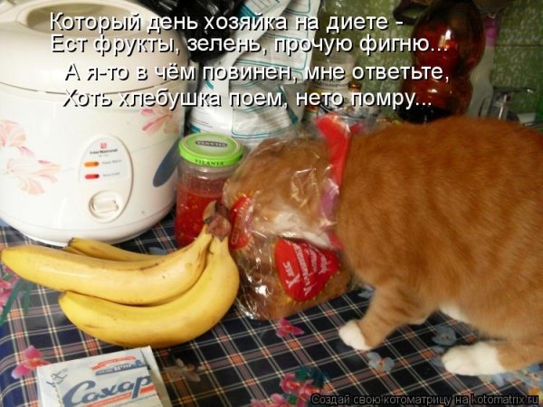 Веселые котики и похудение