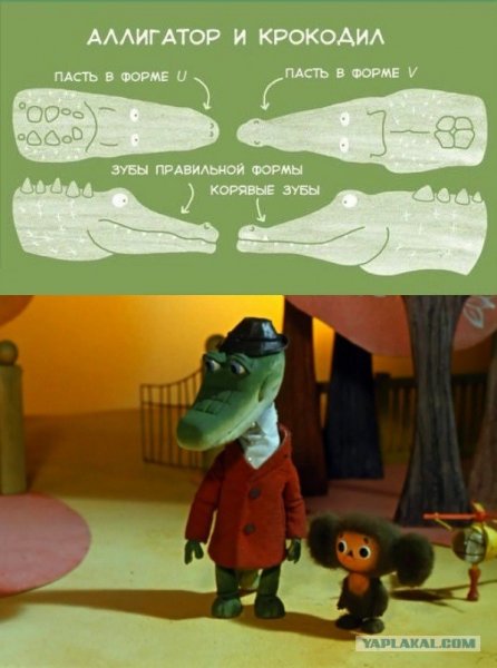 Аллигатор крокодил Гекк