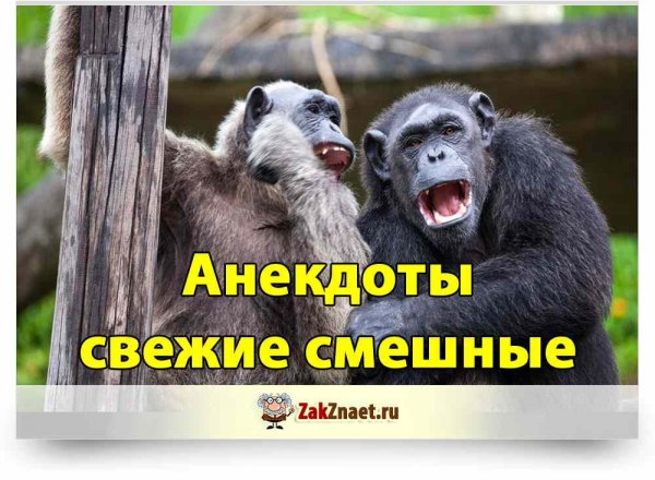 Юмор фото анекдоты