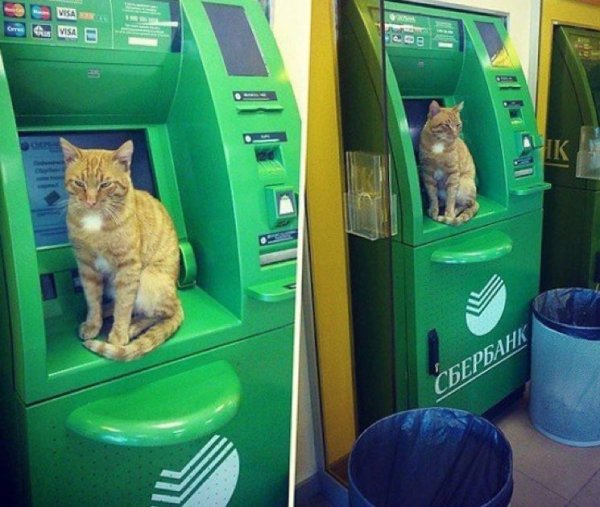 Кот на банкомате
