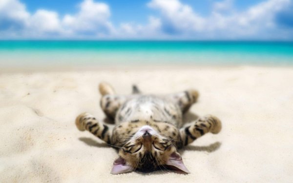 Коты в отпуске