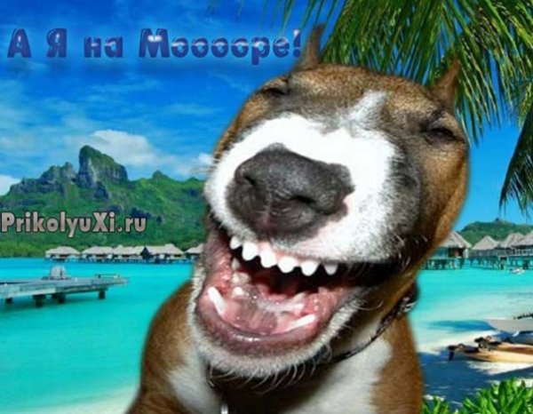 Ура я еду на море смешное