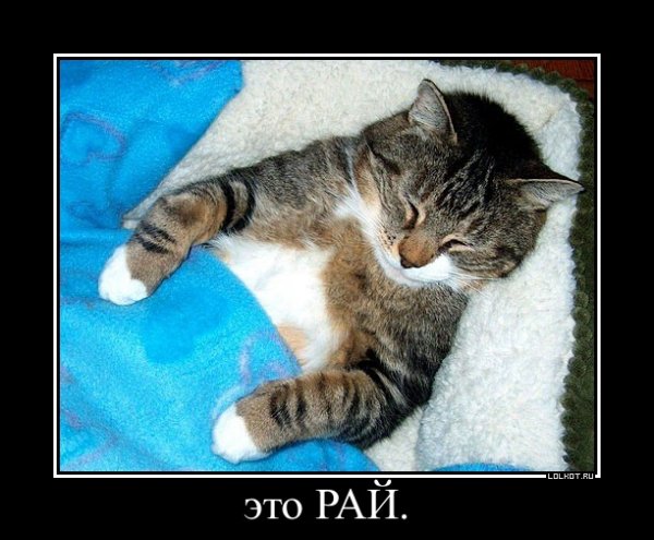 Спящий кот
