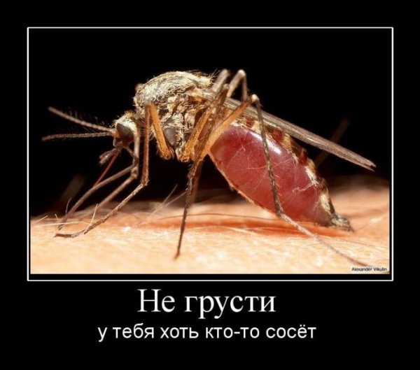 Юмор про комаров
