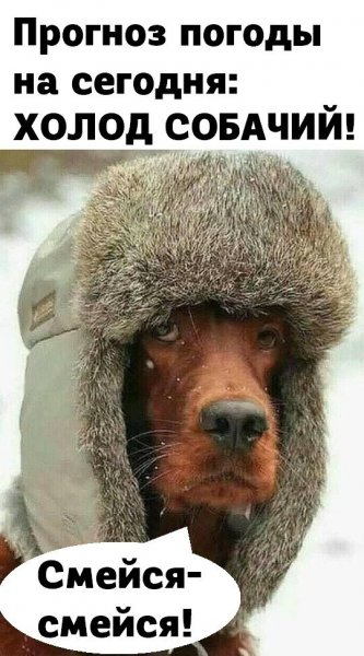 Холод собачий