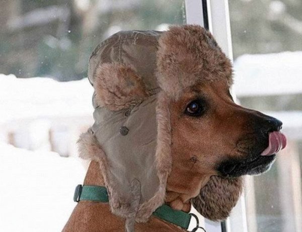 Собака в валенках