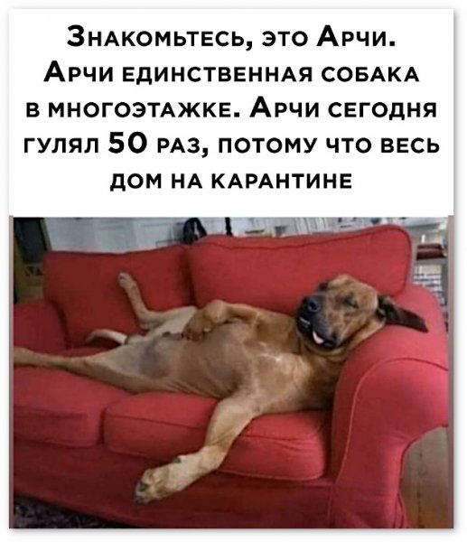 Собаки на карантине прикол