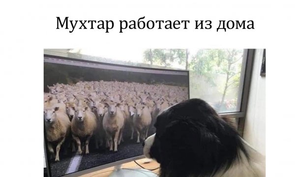 Приколы про карантин и коронавирус