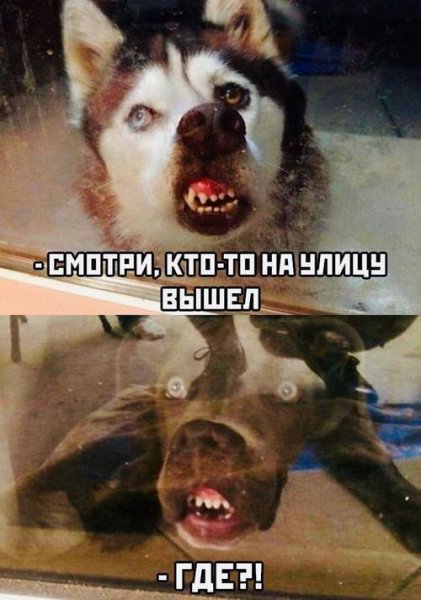 Приколы с мемами про карантин