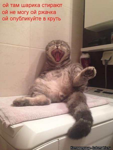 Смешные коты до усрачки