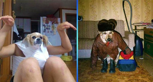 Котики угар
