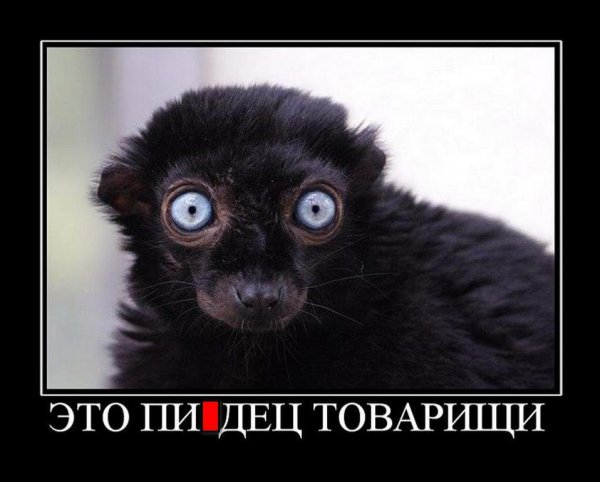 Прикольные карикатуры с надписями