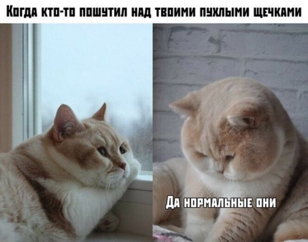 Шутки с картинками и текстом