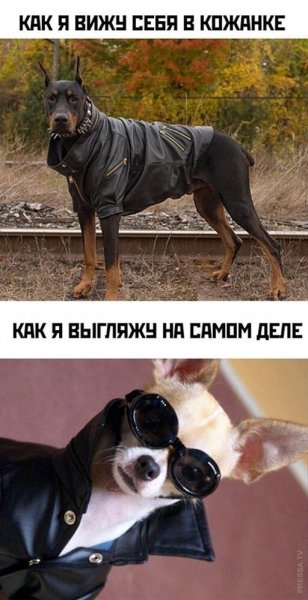Смешные цитаты со смыслом о жизни Веселые