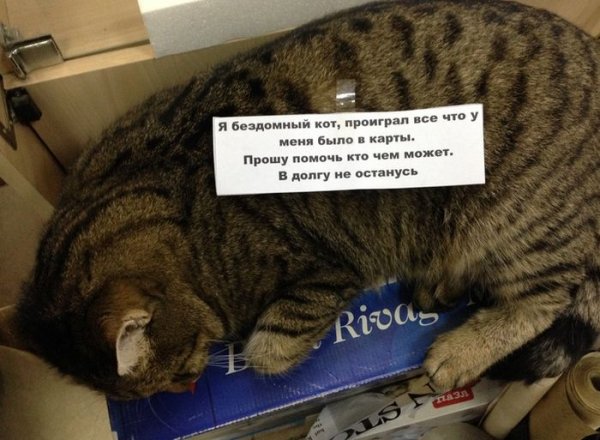Коллеги прикол