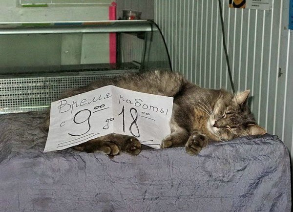 Котики на работе прикол