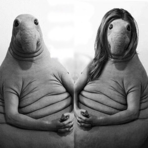 Кот скучает