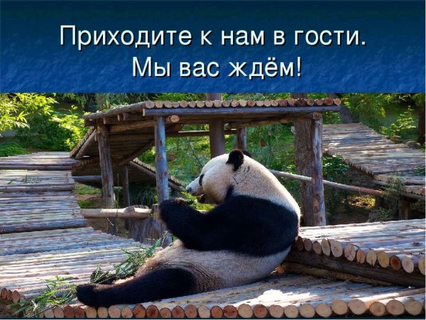 Котенок с телефоном