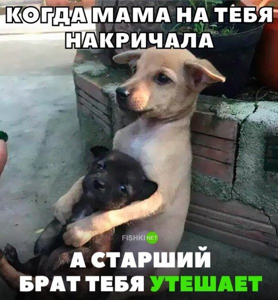 Мемы про брата и сестру смешные
