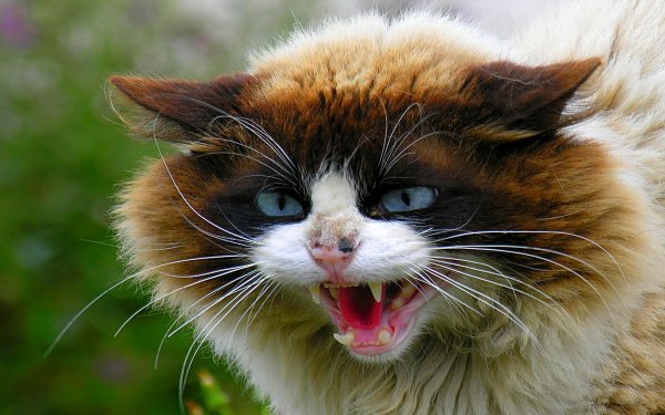 Бешеные коты
