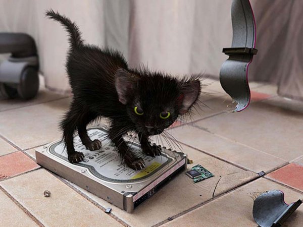 Злой черный котенок