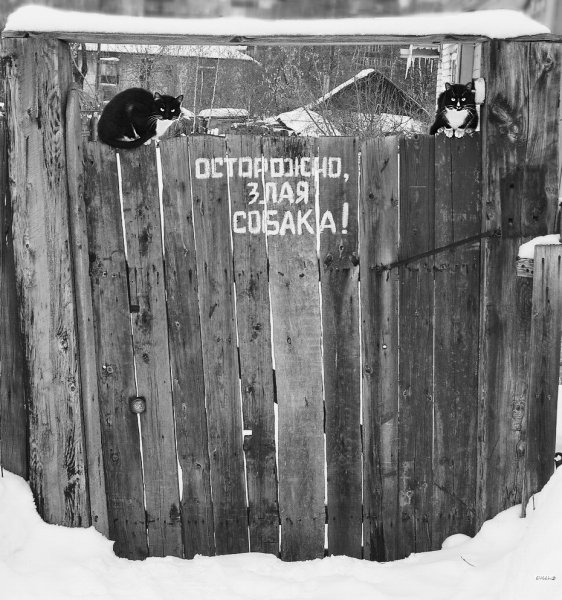 Надпись на заборе юмор