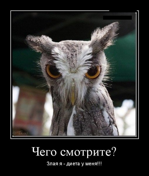 Сова демотиватор