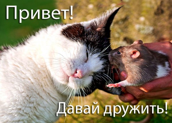 Давай дружить